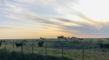 El precio de los commodities movió el mercado inmobiliario rural