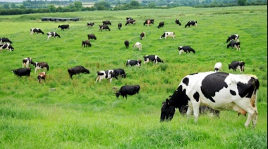 Los campos cotizan en mínimos: qué se viene para lo que queda de 2021